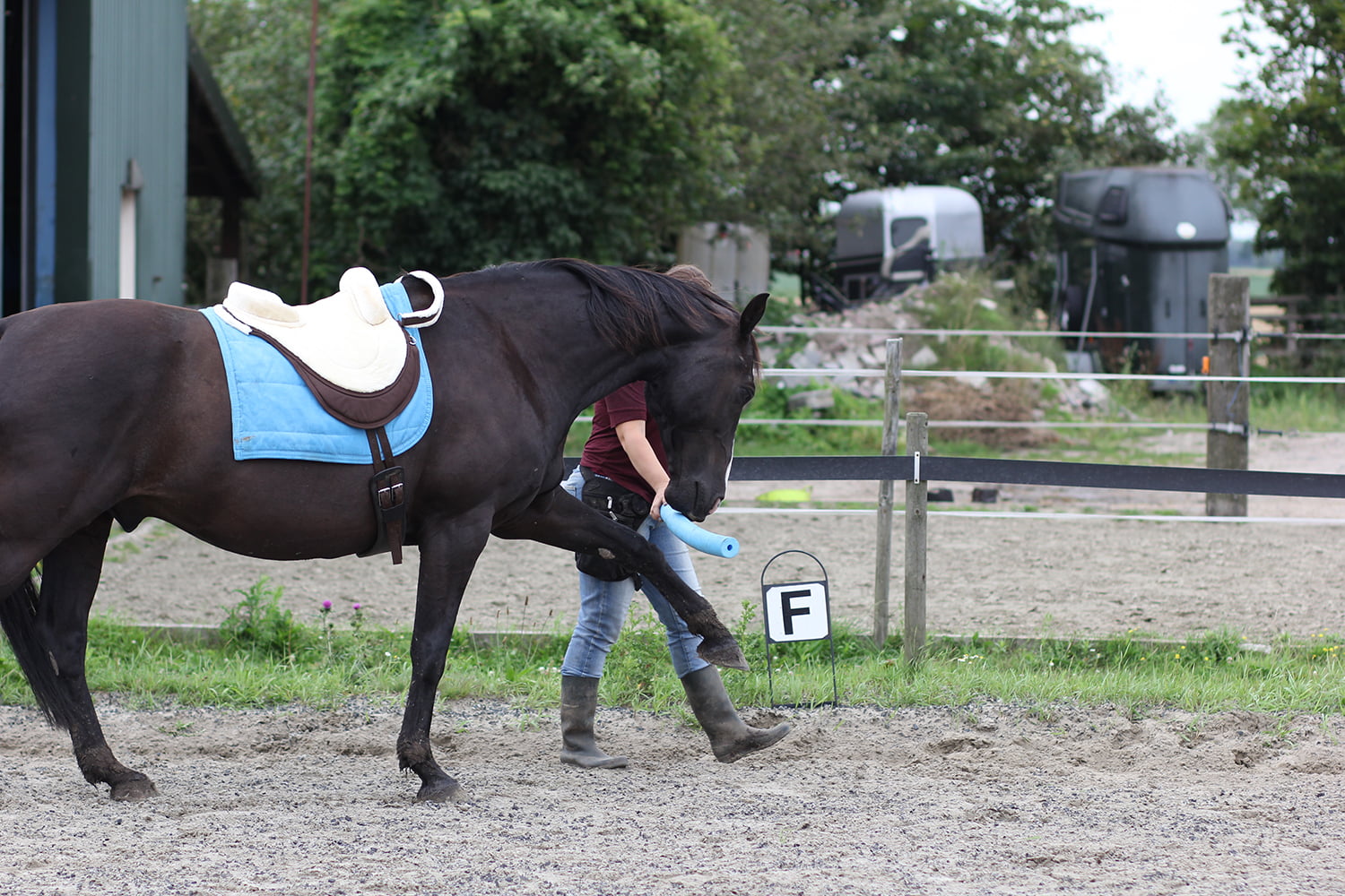 Close-up van paard Deejay die een voerbeloning aanneemt