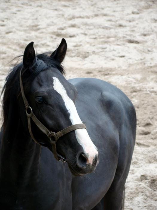 portret-deejay-paard.jpg