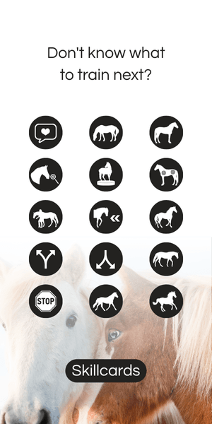 Horse training foundations