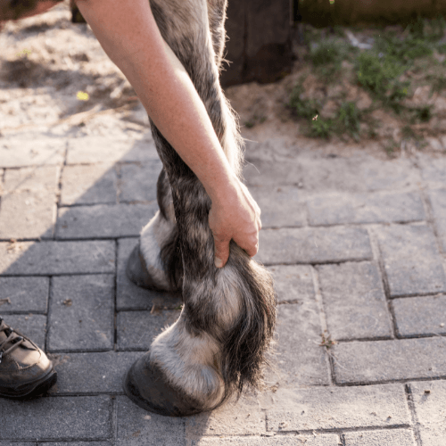 Bekappen en belonen stressvrij R+ bekappen startbuttons