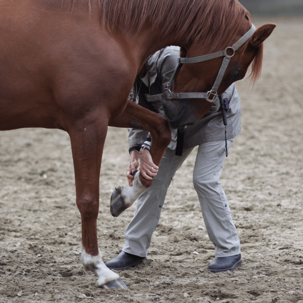 Students working with their horses on relaxed hoof lifts and positioning during a practical group workshop.