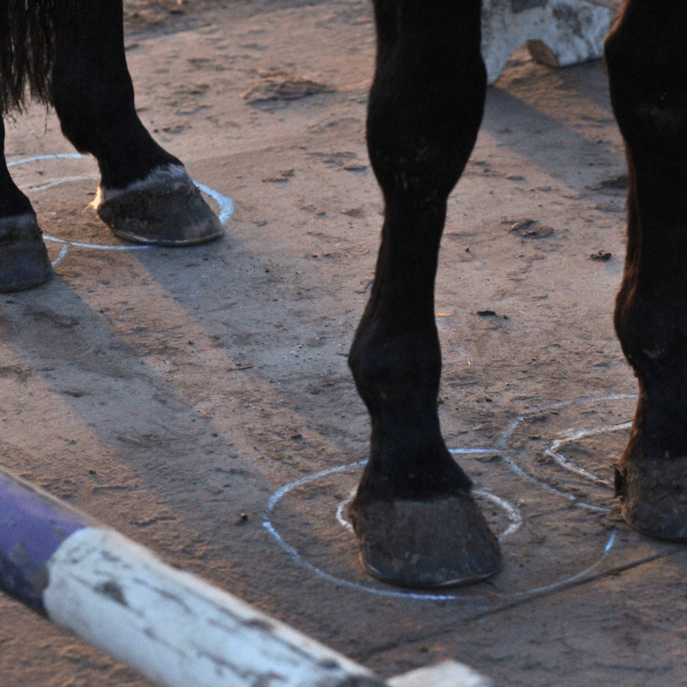 Learning to trim and handle hooves with confidence through cooperative techniques in a small group class.