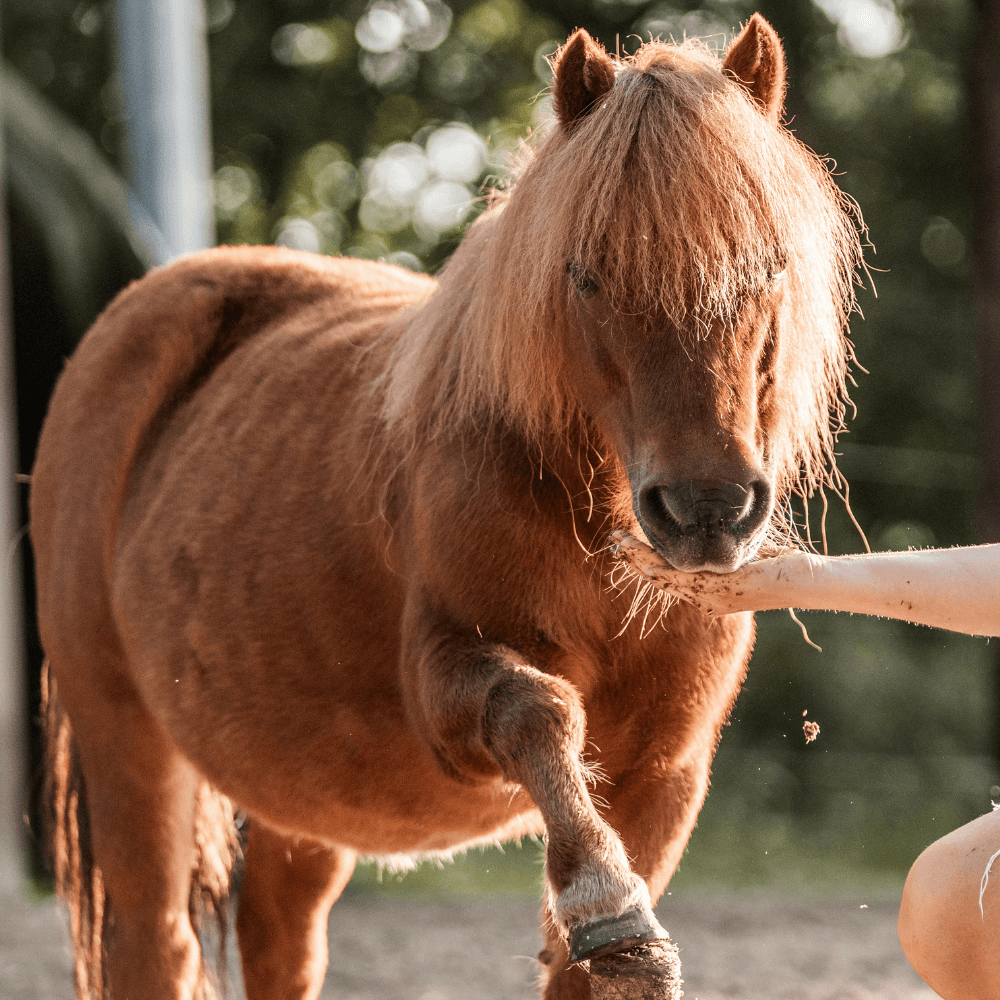 Close-up moments of trust during a private hoof care lesson using positive reinforcement.
