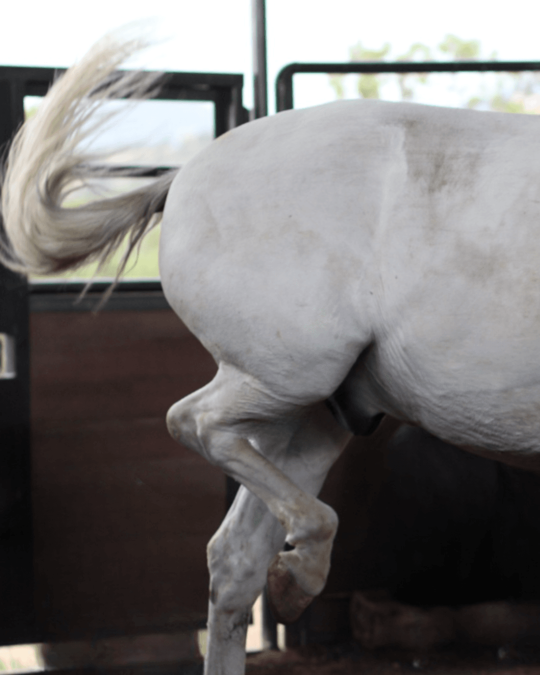 asking for hind leg horse kicks out pulls away