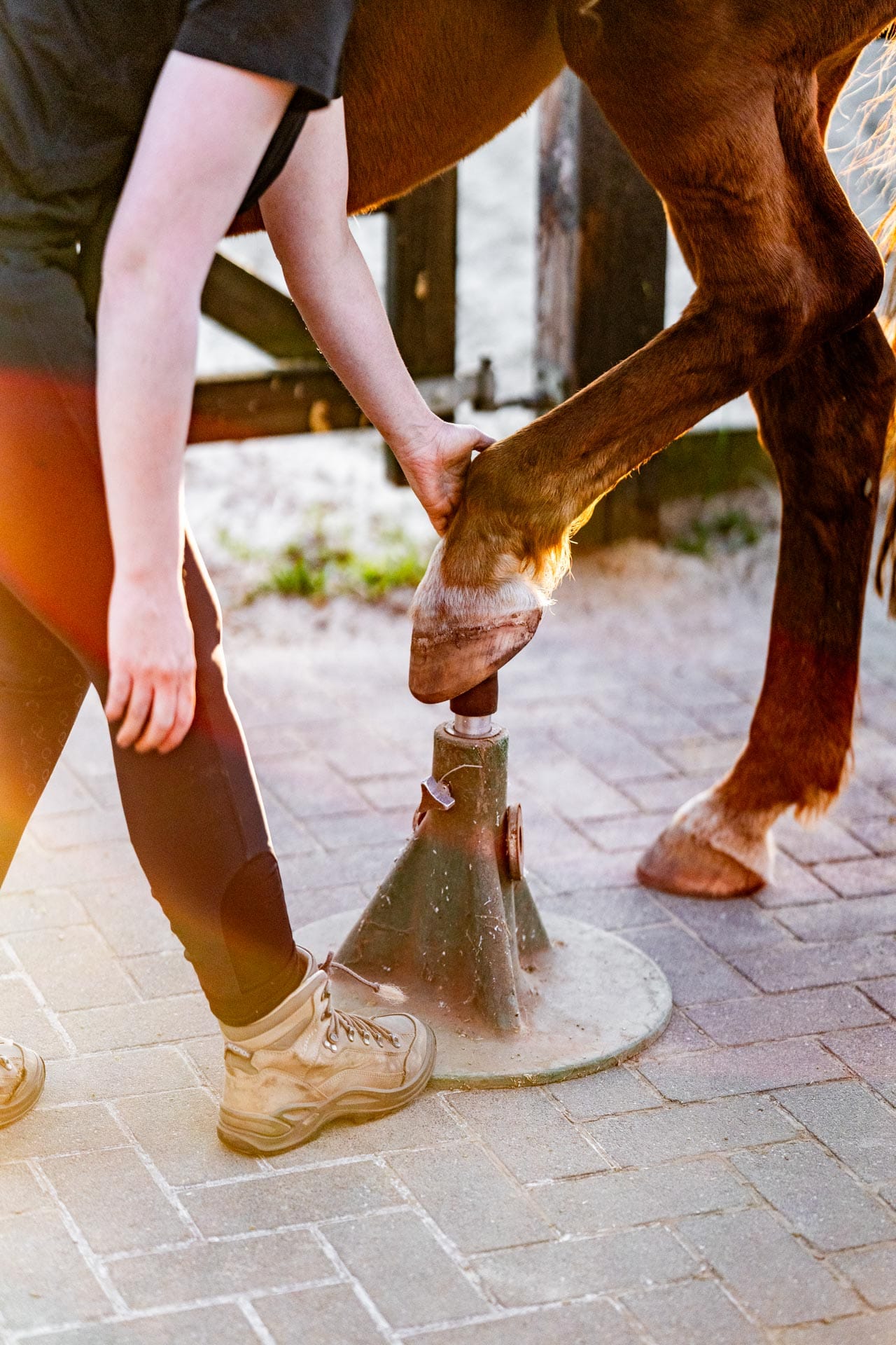 reward based hoof care femke ketelaar janneke koekhoven